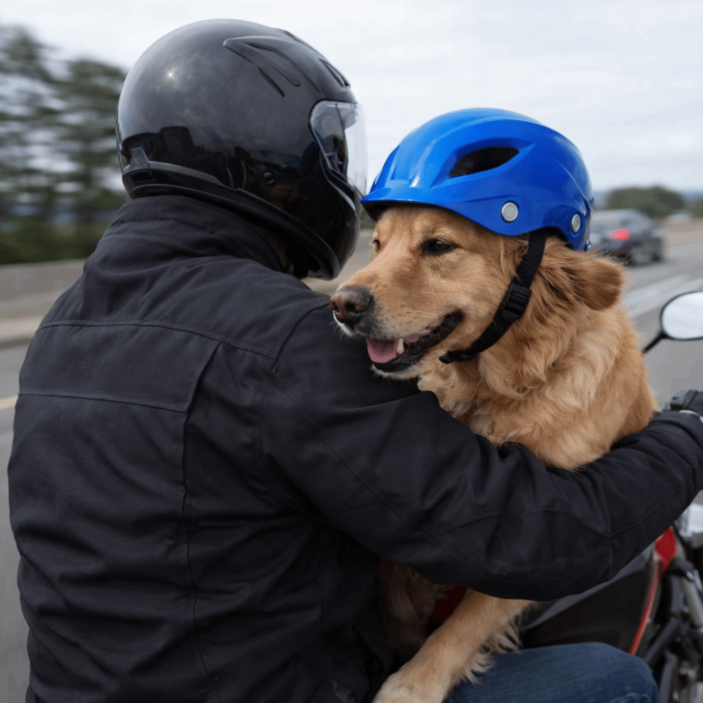 애완 동물 헤드기어 조절 가능한 강아지 헬멧 단색 플라 - Motorcycle Gear Dogs 리뷰 및 가격